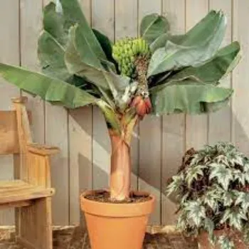 Best Banana Plants